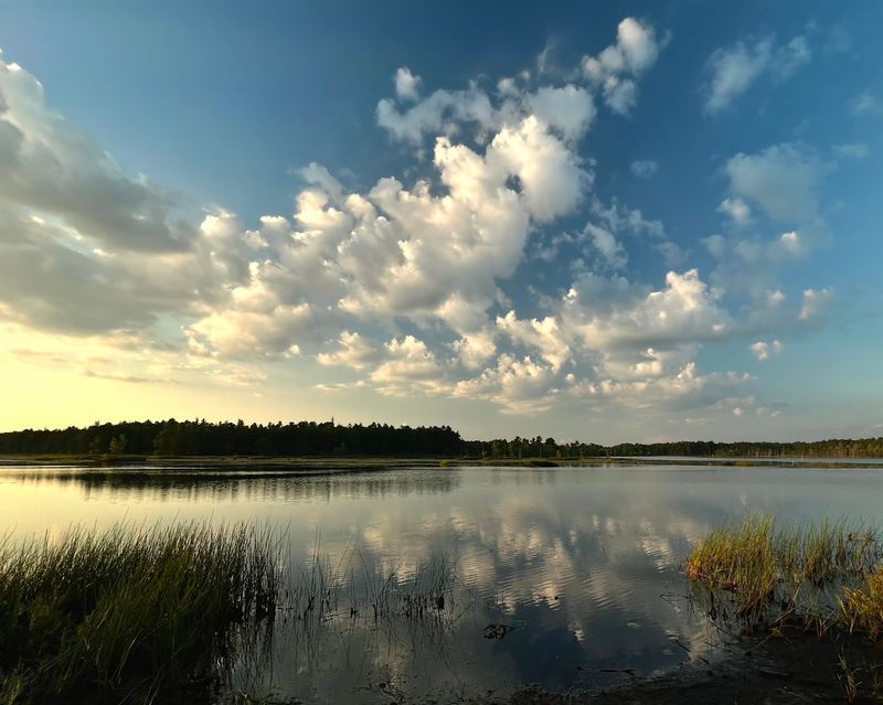 Historic Cranberry Bogs: Where Agriculture Meets Wild Nature