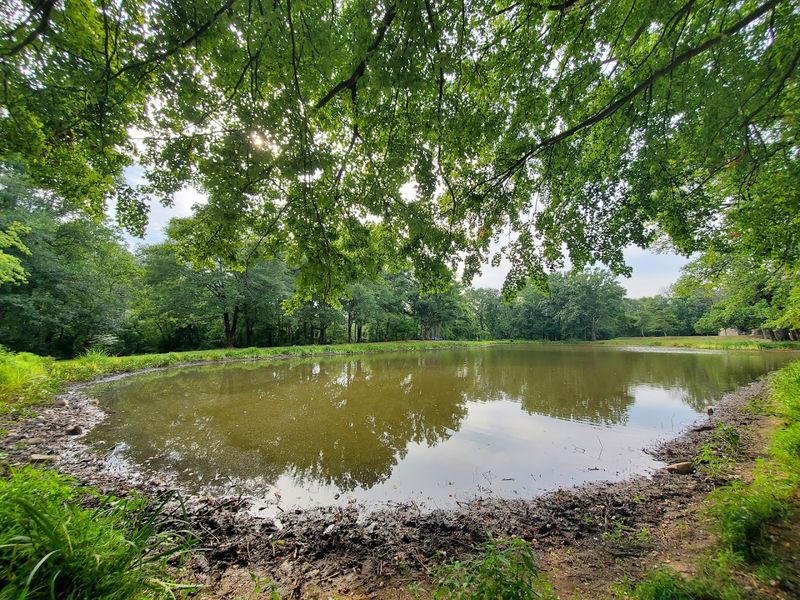 Wildlife, Birds, and the Unexpected Joy of Slowing Down