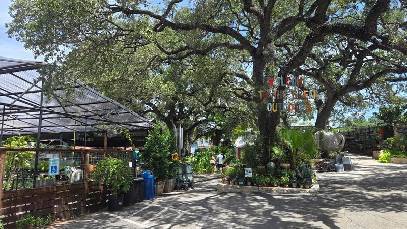 The Giant Oak Tree Canopy That Sets the Whole Mood