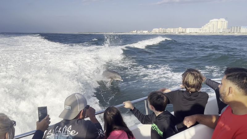 A 99% Dolphin Sighting Success Rate