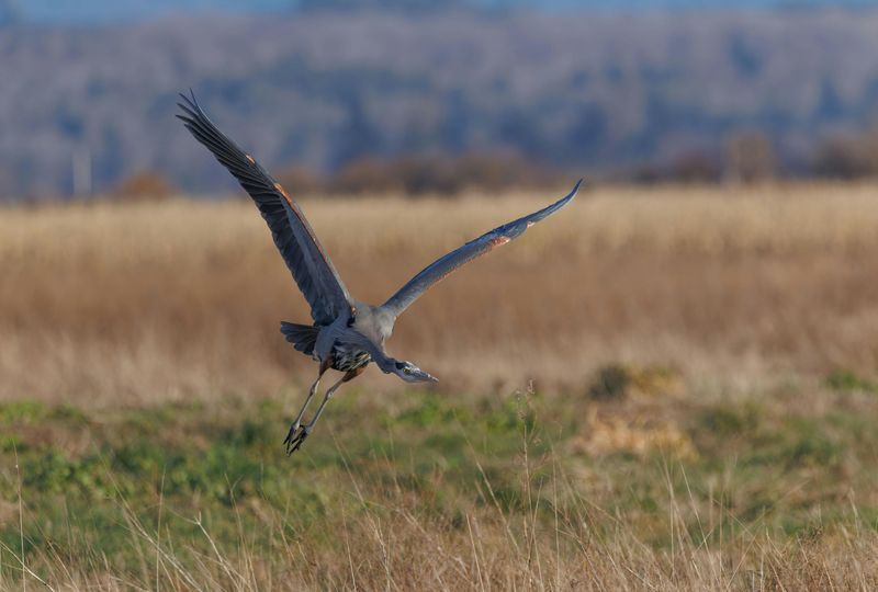 Birds That Call This Place Home