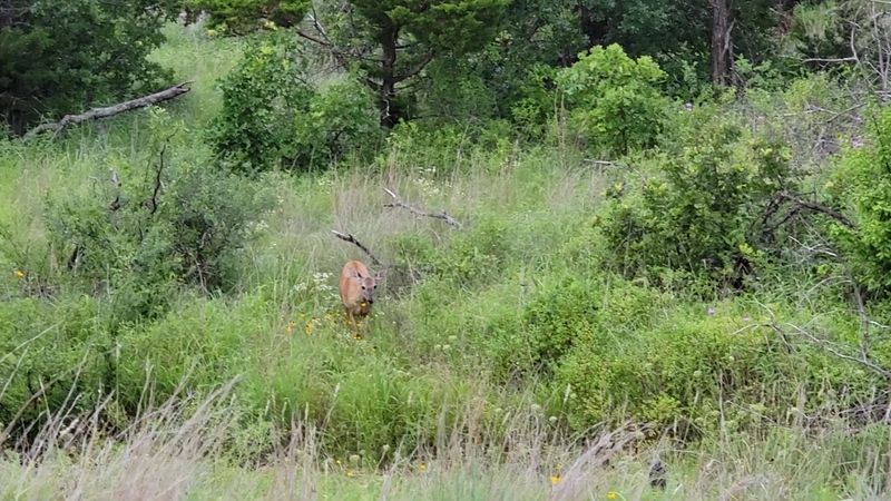 Wildlife and Nature All Around the Trail