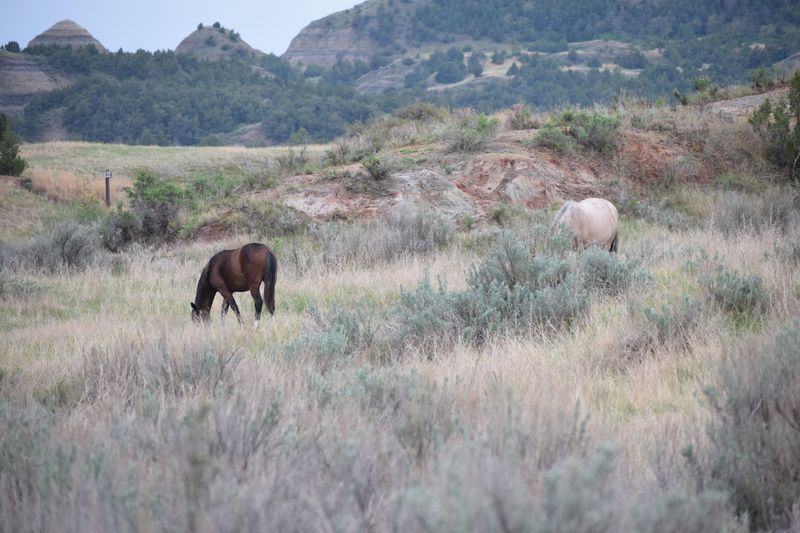 Gateway to the Maah Daah Hey: A Bigger Adventure Begins Here