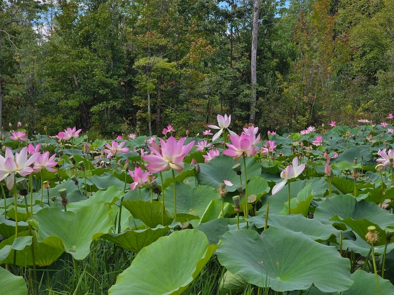 Timing Your Visit to Catch the Pink Ocean at Its Peak
