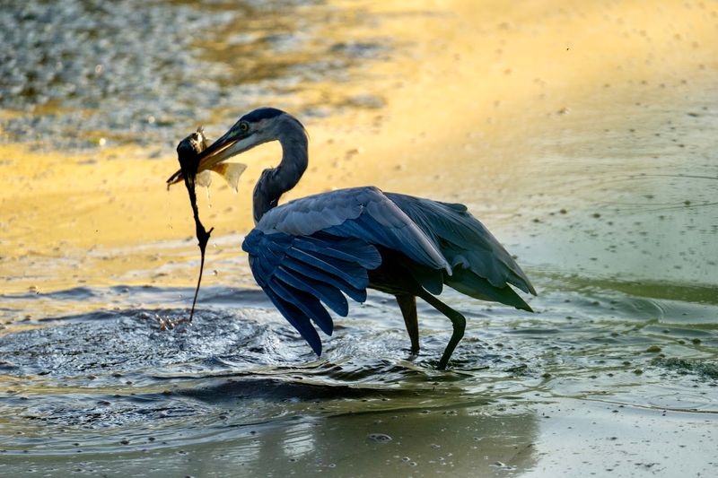 Bird Watching at Its Most Rewarding