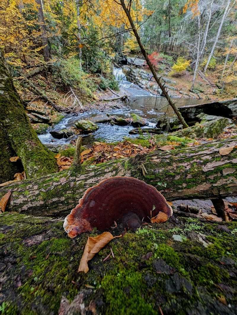 Forest Bathing Explained Without the Confusing Wellness Jargon