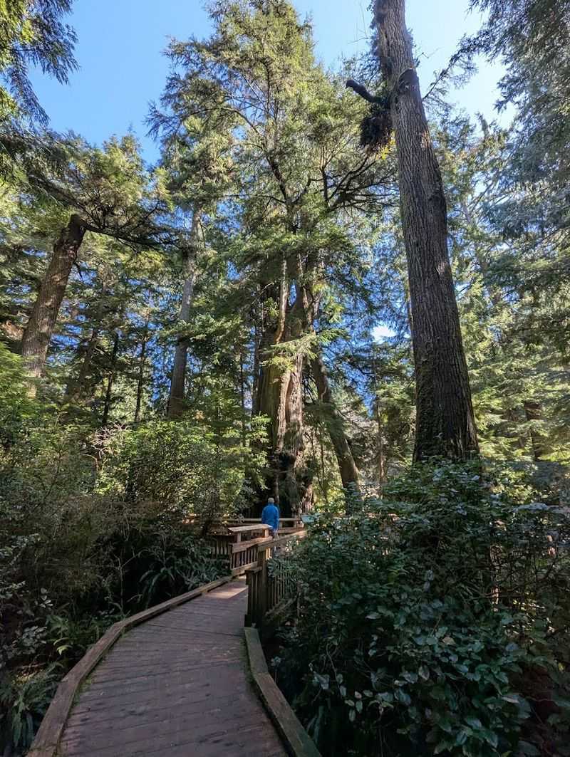 Old-Growth Cedar Forest All Around You