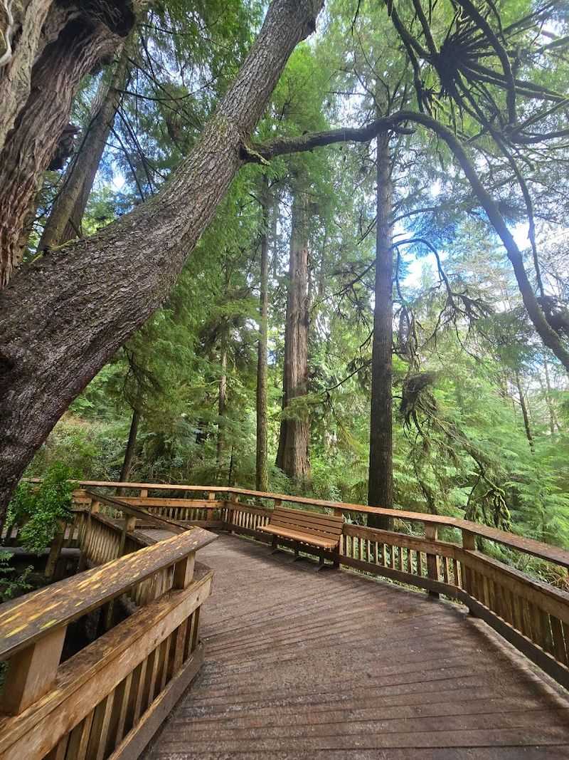 The Cedar Wetland Preserve Setting