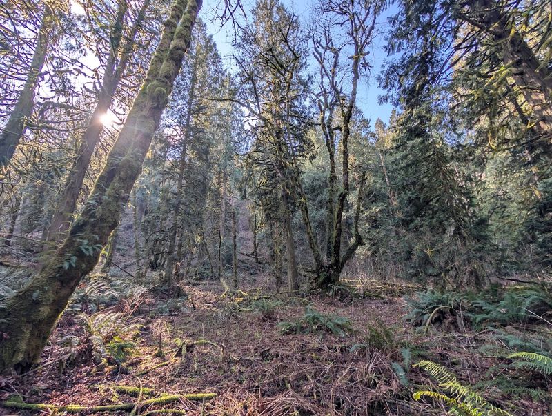 Camping Under a Canopy of Firs