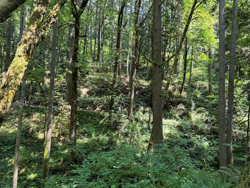 Wildlife Surprises: Owls, Birds, and Forest Encounters