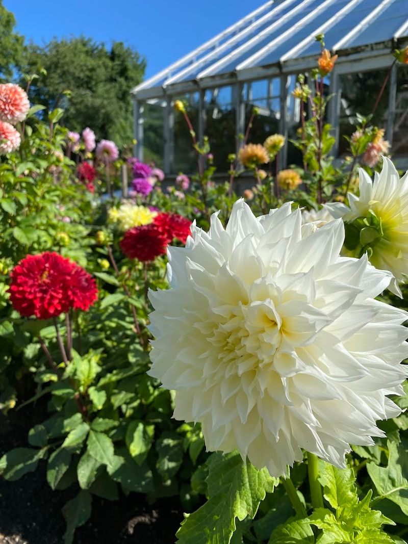 Dahlia Display That Steals the Late-Summer Show