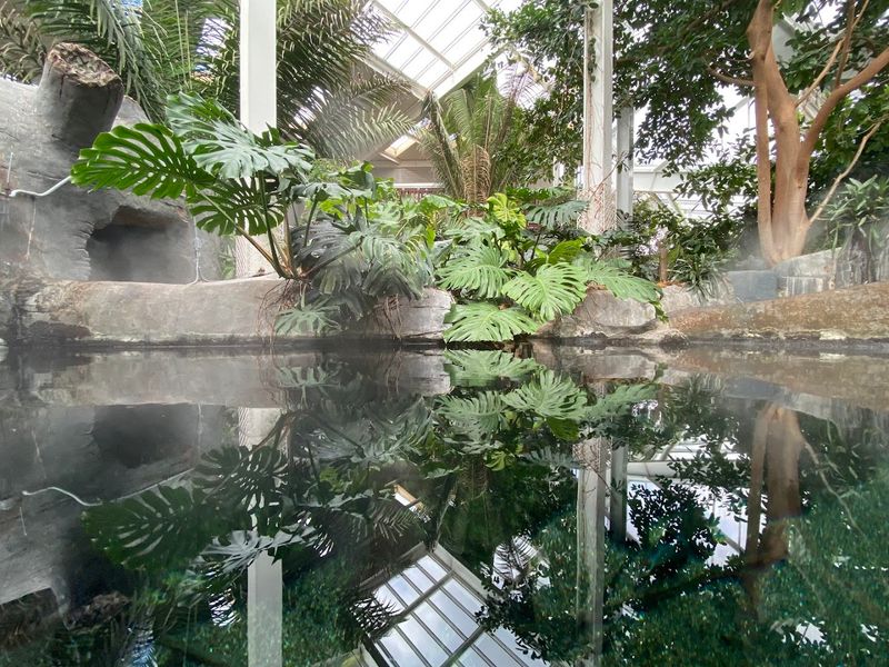 Rare Plants and Trees That Botanical Enthusiasts Dream About Rare Plants and Trees That Botanical Enthusiasts Dream About