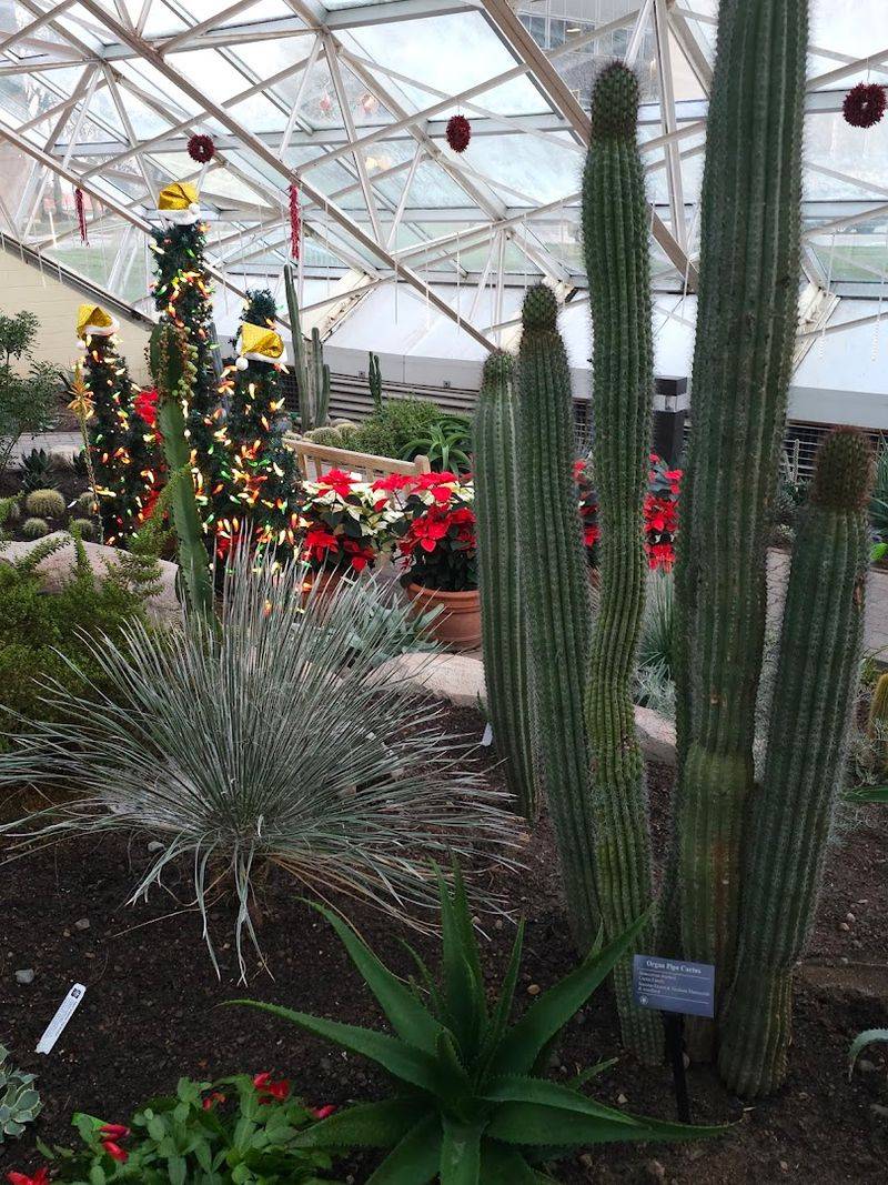 Over 1,200 Plants Across 502 Species Including 72 Types of Cacti