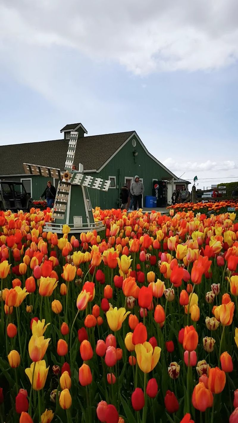 The Skagit Valley Tulip Festival: A Month of Pure Color