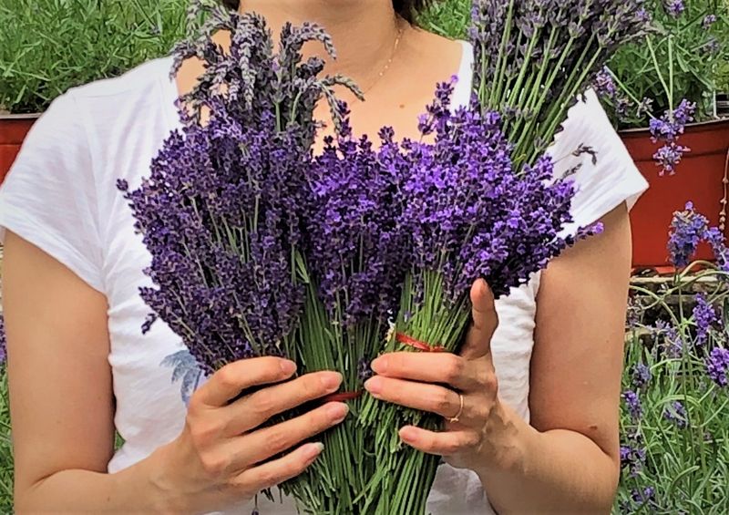 Peak Bloom Season in Mid-June Is Absolutely Worth Planning Around