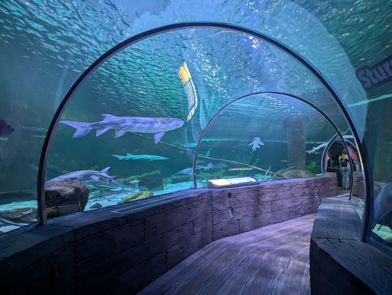 The Shark Exhibit Up Close