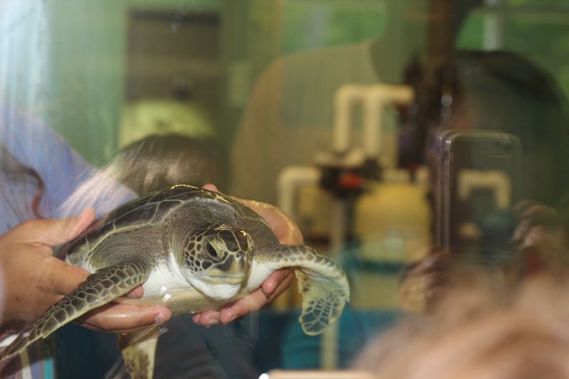 Sea Turtles Nesting Beneath The Moon