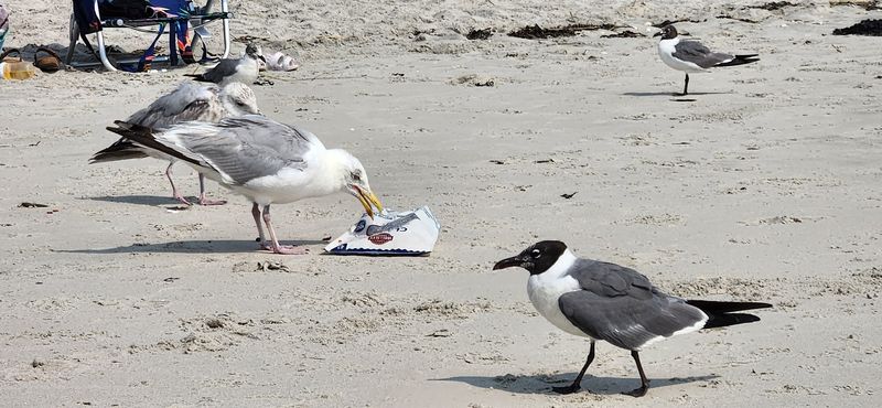 Birdwatching Paradise for Coastal Species