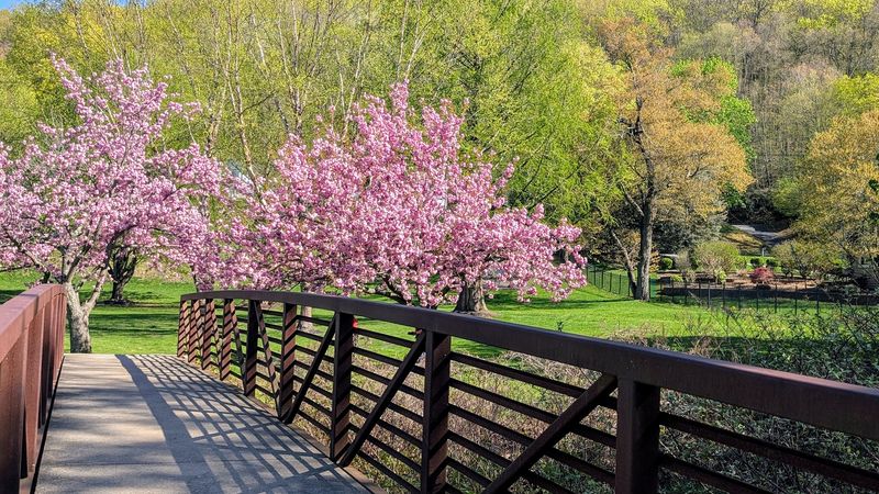 Spring Photography That Practically Frames Itself