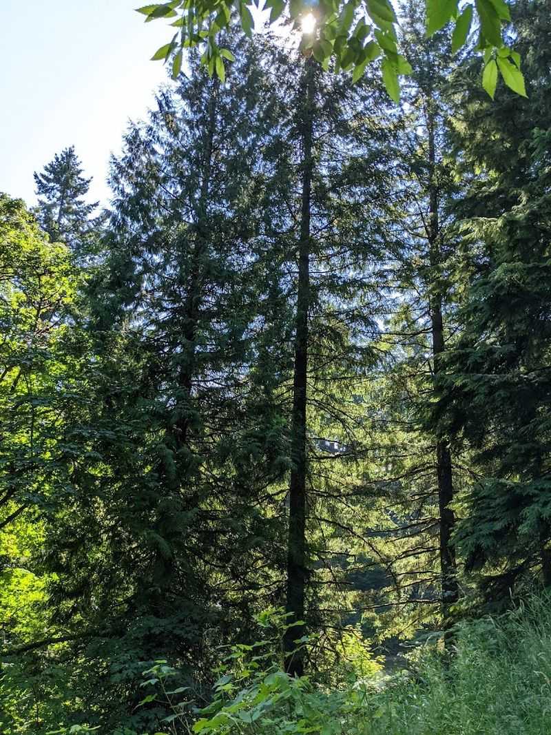 Why the Redwood Trail Stays With You Long After You Leave
