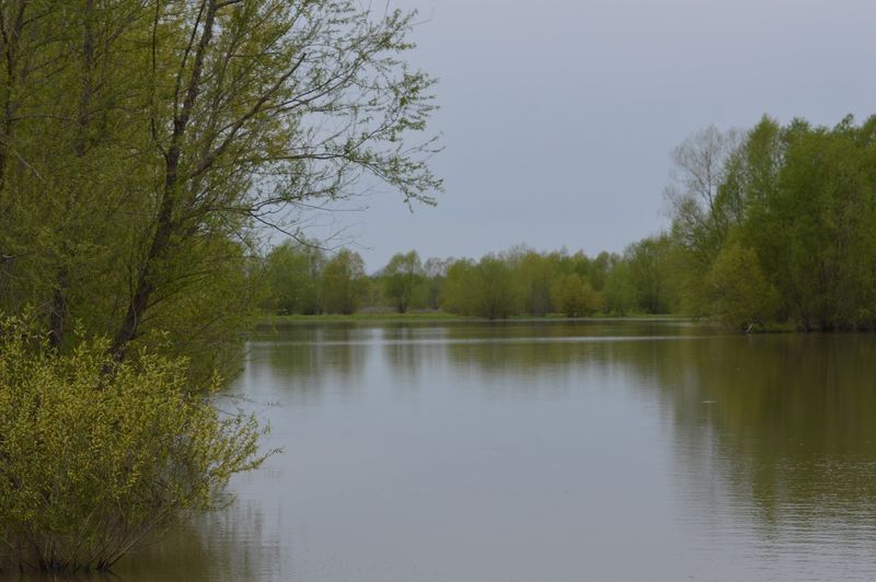 Bullfrogs, Reptiles, and the Sounds of the Swamp