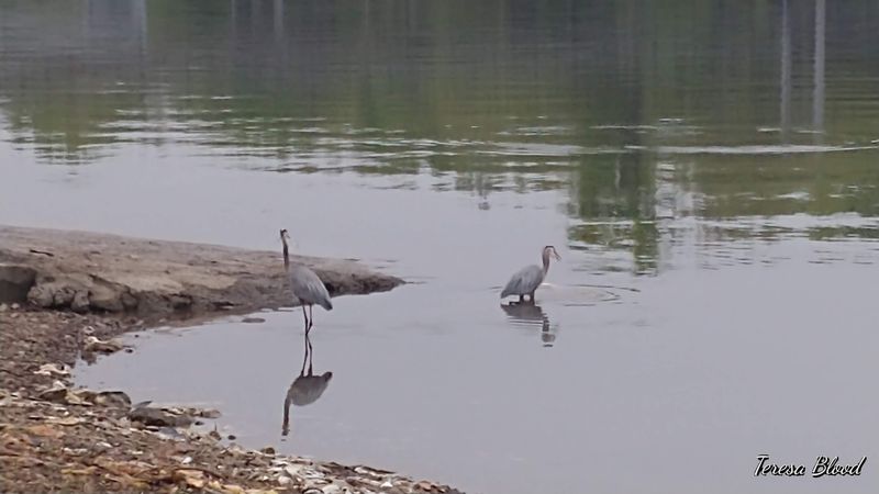 Wildlife You Might Spot Along the Way