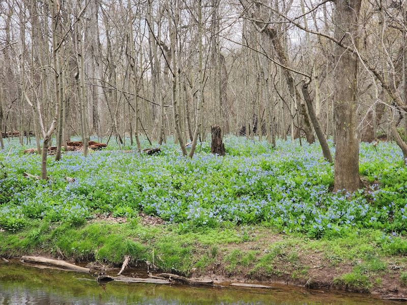 What Makes Cub Run Stream Valley Park So Special Year-Round