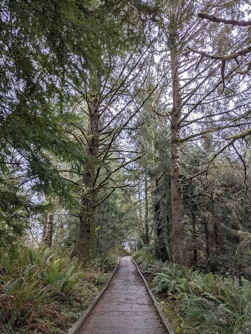 Trails Through Mossy Old-Growth Forest