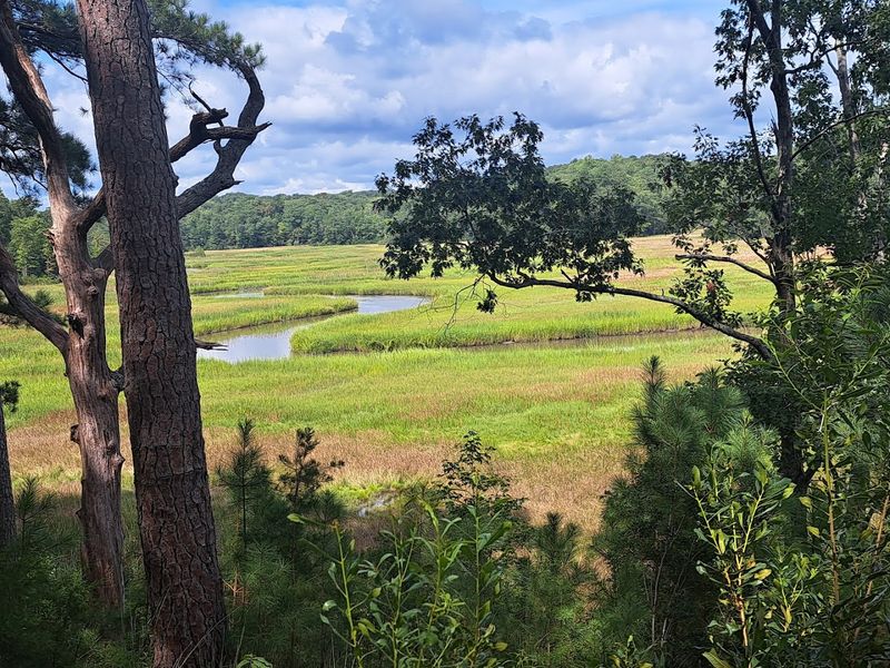 Wildlife Watching Along the Estuarine Shoreline