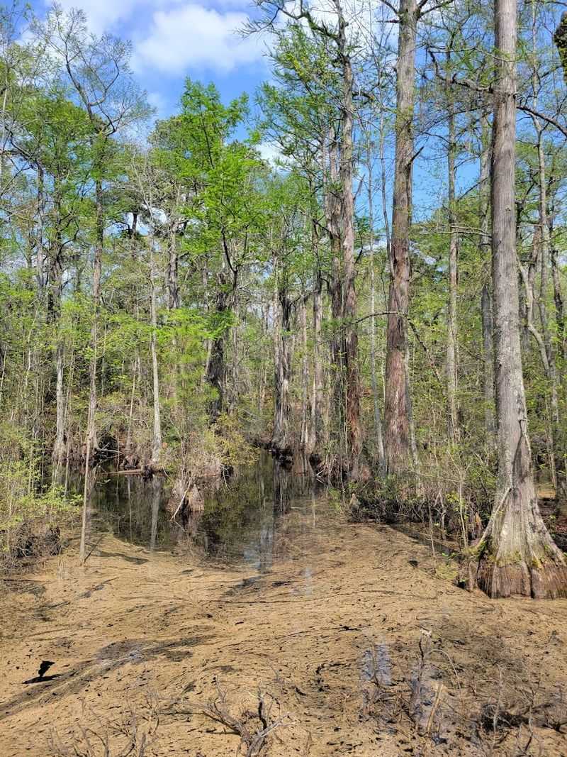 Tidal Marshes and Coastal Ecosystem Diversity