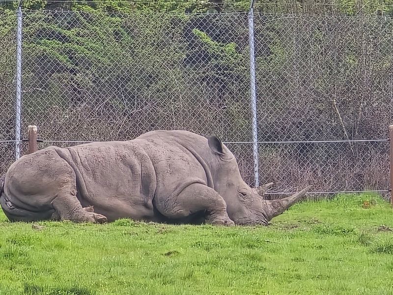 Elephants, Rhinos, and the Larger Animal Zones