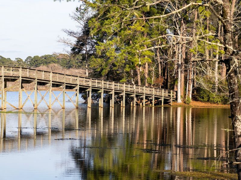 The Cypress Swamp Paddling Trail: Ducks, Cypress Trees, and Pure Stillness