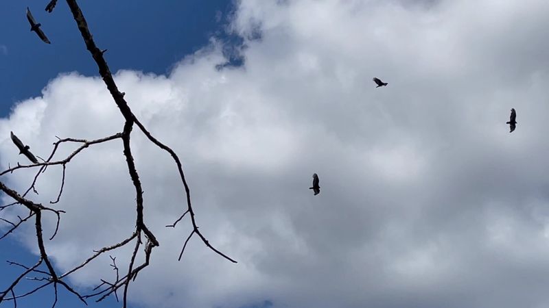 Wildlife and Nature Watching Opportunities