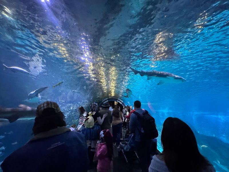 Seasonal Events and Special Exhibits: The Aquarium Keeps Reinventing Itself