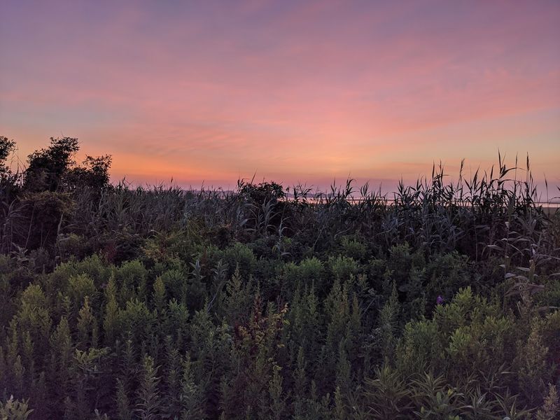 Maritime Forest Hidden Behind the Dunes