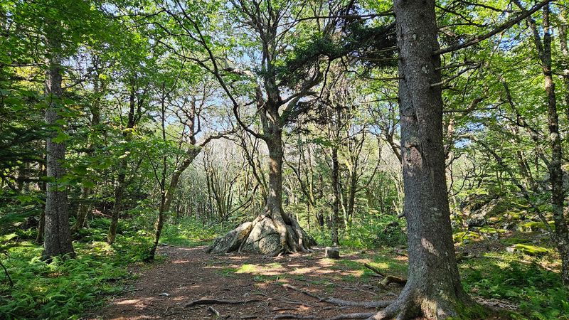 The Magic Tree Near Little Pinnacle
