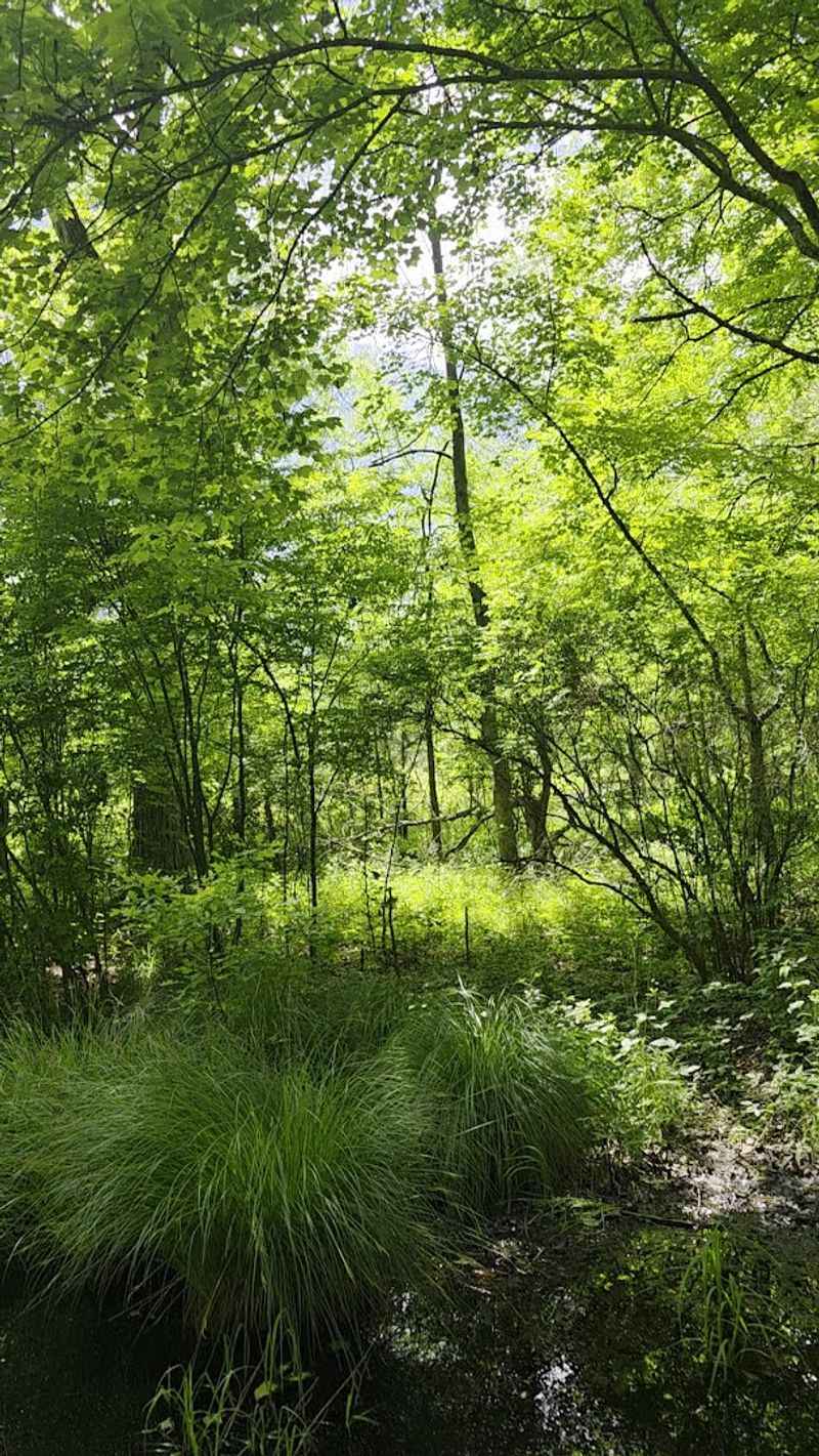 Spring Songbirds Filling the Canopy