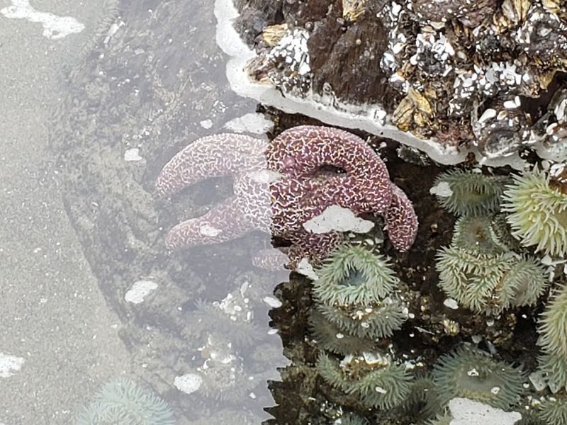 Tide Pooling: The Low-Tide Treasure Hunt