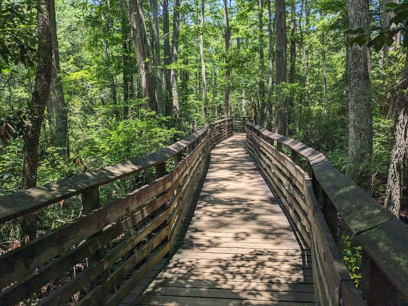 The Bald Cypress Trail Boardwalk