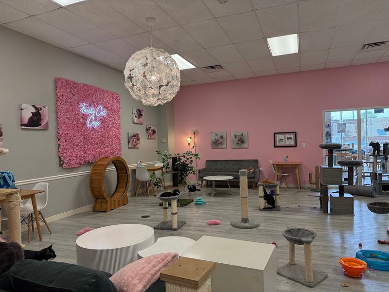 One Of America's Top Ten Cat Cafes Per Usa Today