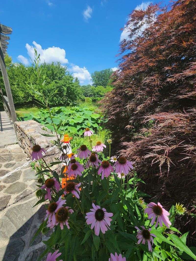 Native Plant Collections: Where Virginia's Natural Heritage Takes Root