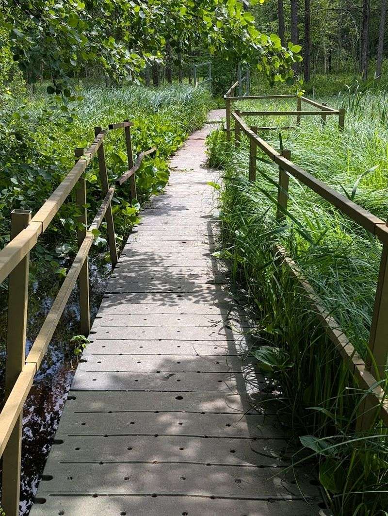 The Quaking Bog Trail: A Rare Habitat That Feels Like Science Fiction