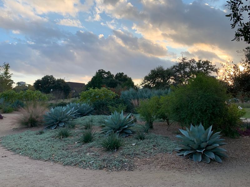 The Arid Garden Showcasing Drought-Tolerant Texas Plants
