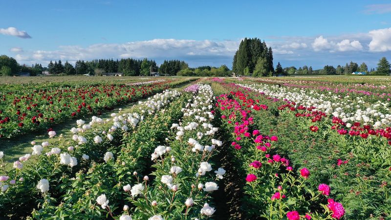 A Garden With Over 500 Peony Varieties