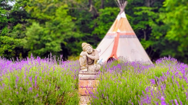 Seven Lavender Varieties That Will Make Your Nose Very Happy