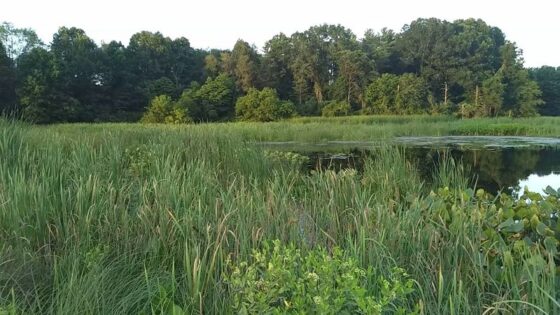 This 11,000-Acre Indiana Wildlife Area Is A Premier Birding Destination ...