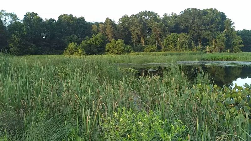 Diverse Habitats That Support an Incredible Range of Bird Species