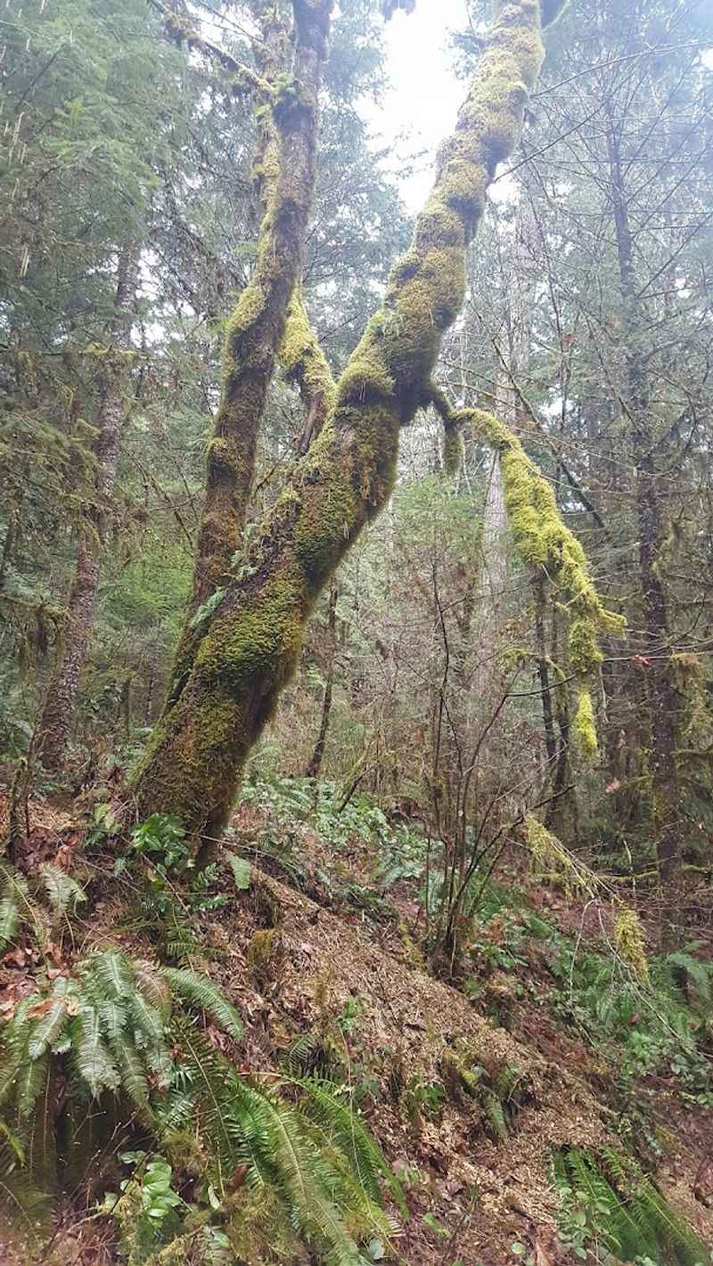 The Old-Growth Forest That Surrounds Every Step