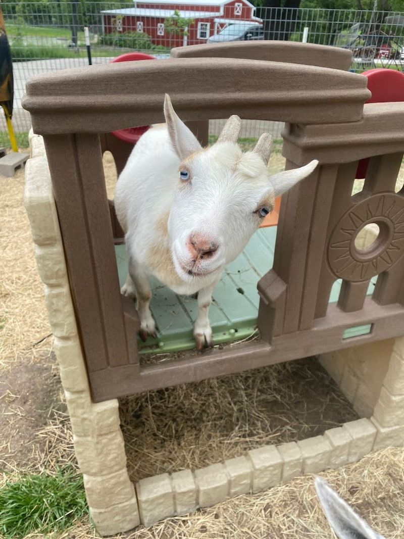 Goats, Llamas, and Alpacas Roaming the Grounds