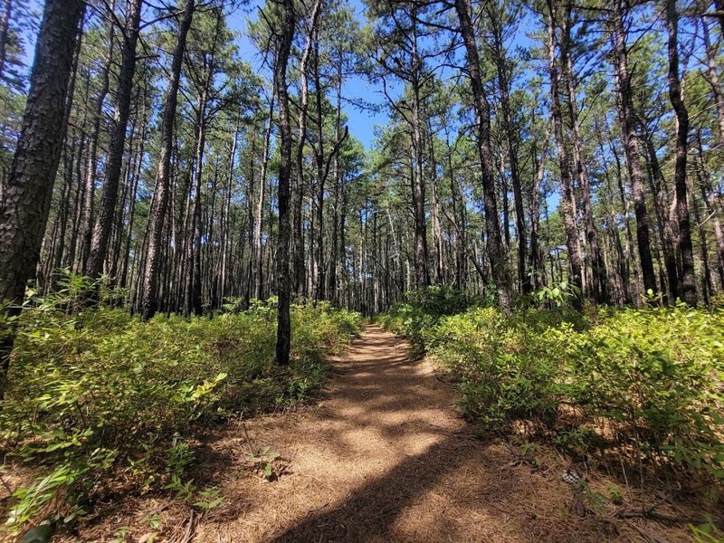 The Red Trail: Your 6-Mile Gateway Into the Pine Barrens